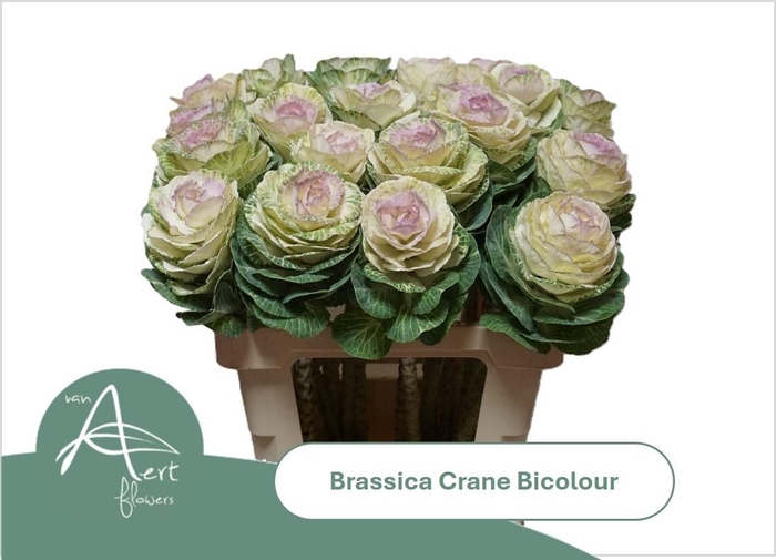 <h4>Brass Crane Bicolour</h4>