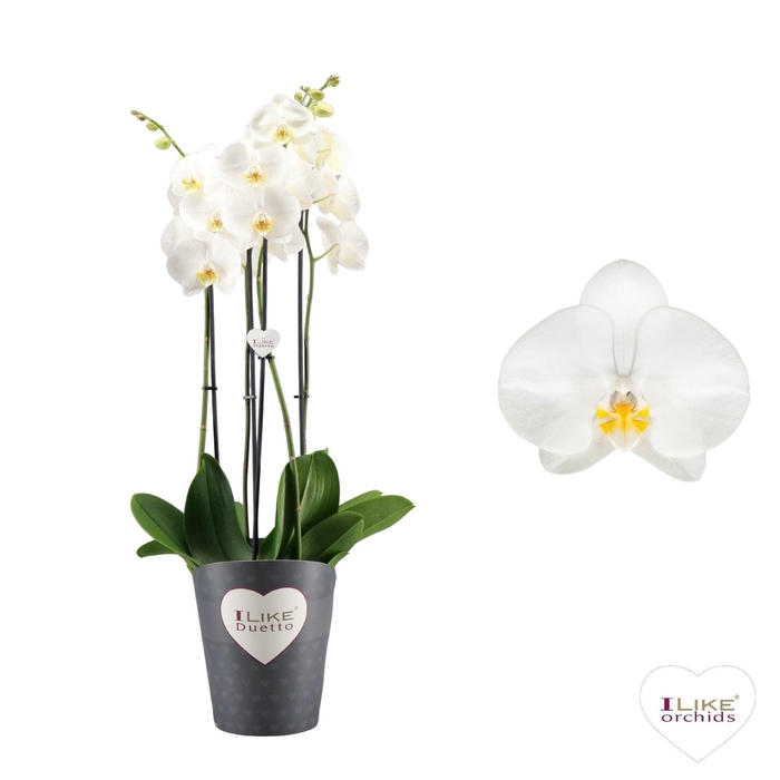 <h4>Phalaenopsis Anthura Oxford</h4>