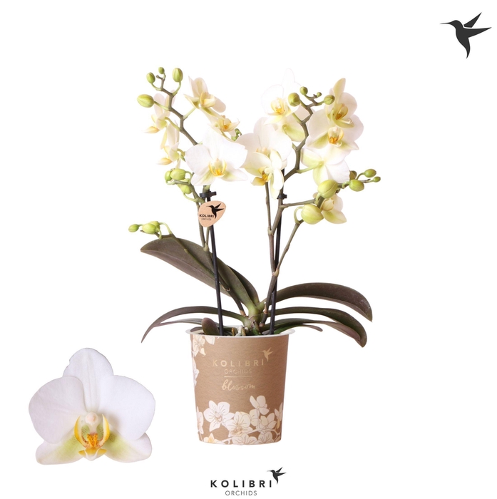 <h4>Kolibri Orchids Phalaenopsis Blossom Lausanne 2spike</h4>
