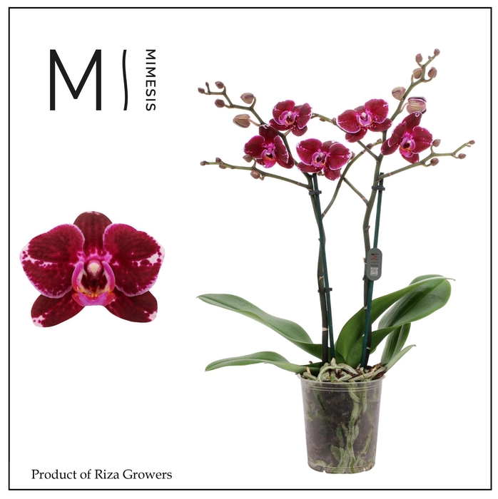 <h4>Phalaenopsis Broken Heart 2 spike - 12cm | Mimesis</h4>