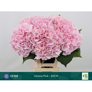 Hydr Verena Pink 60 cm Vicini