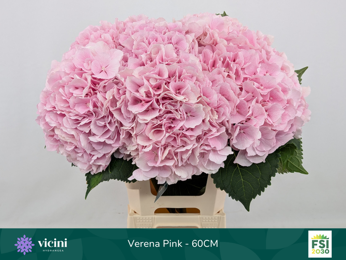 <h4>Hydr Verena Pink 60 cm Vicini</h4>