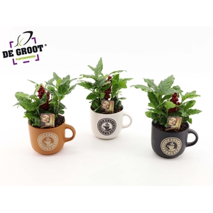 Coffea in div. kleuren mok met bark en bijsteker