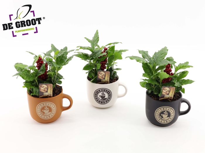 <h4>Coffea in div. kleuren mok met bark en bijsteker</h4>