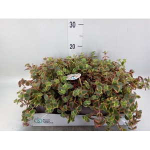Crassula   ...