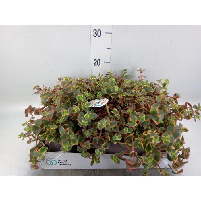 <h4>Crassula   ...</h4>