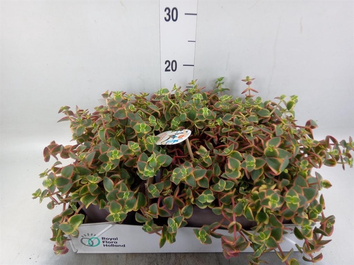 Crassula   ...