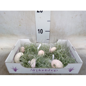 Arr.  Tillandsia L%