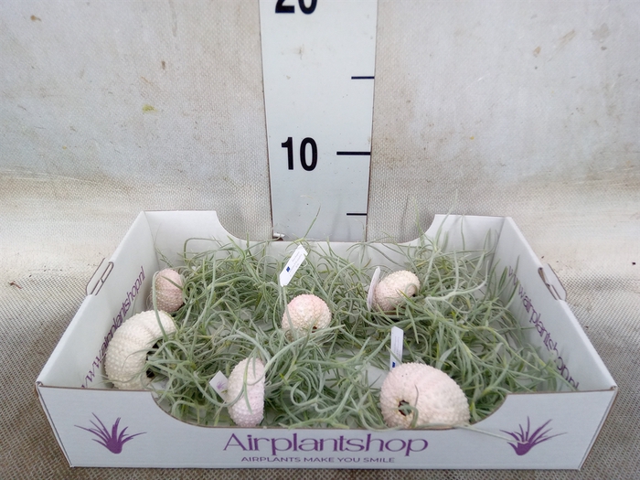 <h4>Arr.  Tillandsia L%</h4>