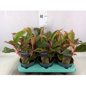 Aglaonema  'Crete'