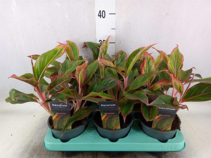 <h4>Aglaonema  'Crete'</h4>