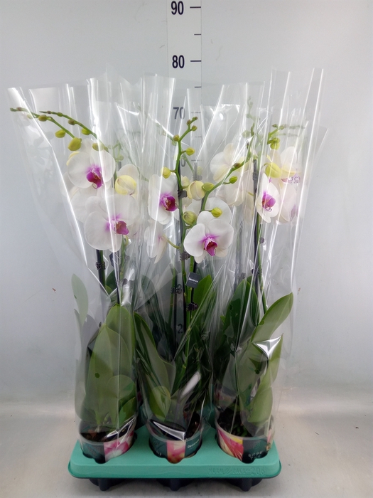 <h4>Phalaenopsis   ...</h4>