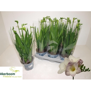 FREESIA FG LAVENDER