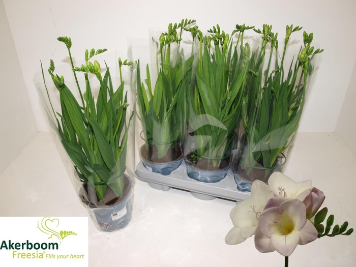 <h4>FREESIA FG LAVENDER</h4>