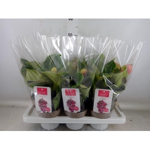 Medinilla magn. 'Candy'