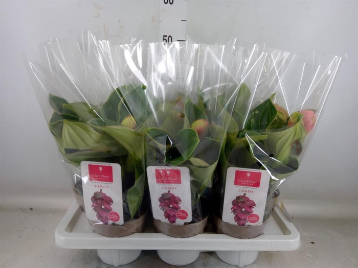 <h4>Medinilla magn. 'Candy'</h4>