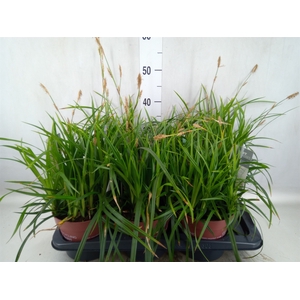 Carex morrowii