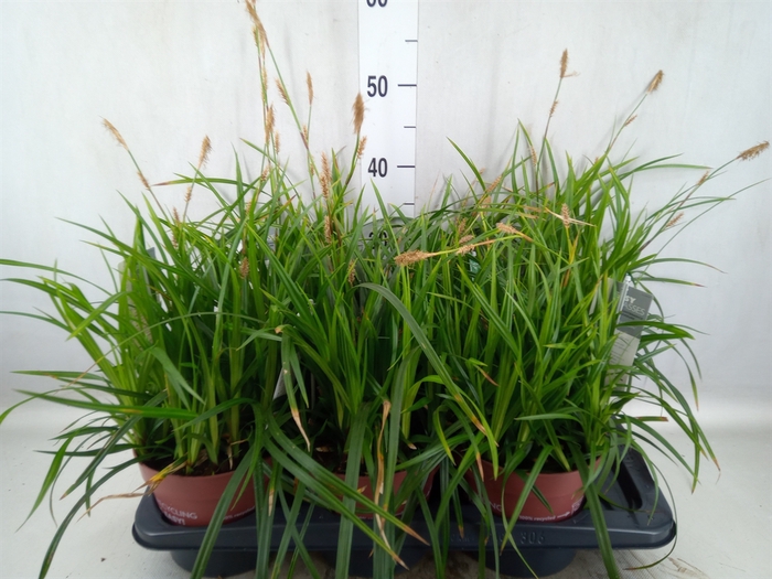 <h4>Carex morrowii</h4>