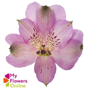 Alstr Lavender 80cm EC