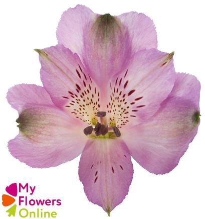 <h4>Alstr Lavender 80cm EC</h4>