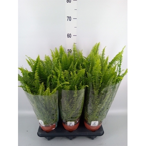 Nephrolepis exal. 'Green Lady'