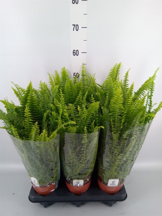 <h4>Nephrolepis exal. 'Green Lady'</h4>