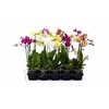 Phalaenopsis gemengd