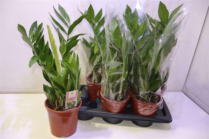 <h4>arr8 Zamio Pixie</h4>