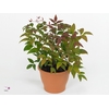 Nandina domestica 'Blush Pink'