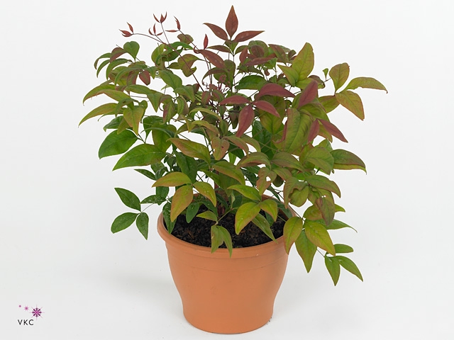 Nandina domestica 'Blush Pink'