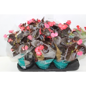 BEGONIA VIKING P15 VARIADO