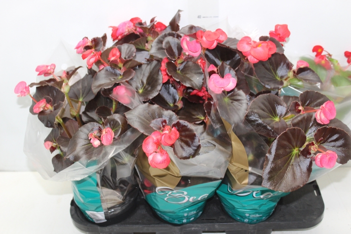 <h4>BEGONIA VIKING P15 VARIADO</h4>