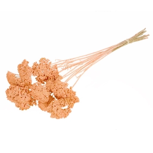Achillea Parker Coral Misty
