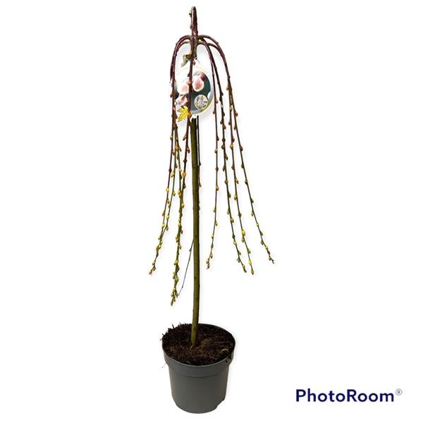 <h4>Salix capr. Kilmarnock 80 cm stam P23</h4>