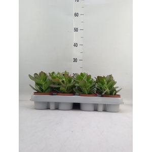 Crassula ovata 'Sunset'