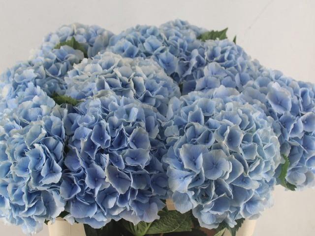 <h4>HYDR M CH VERENA BL</h4>