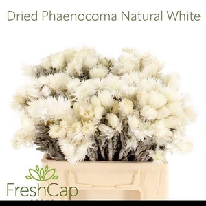 PHAENOCOMA PROLIFERA