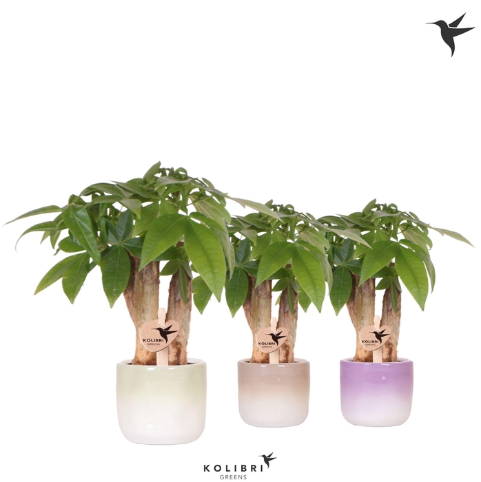 <h4>Kolibri Greens Pachira in Gradience pot mix</h4>