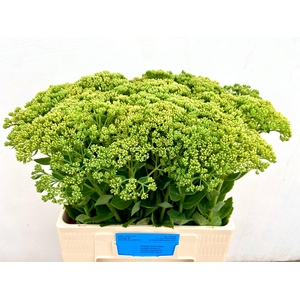 SEDUM SPECTABILE