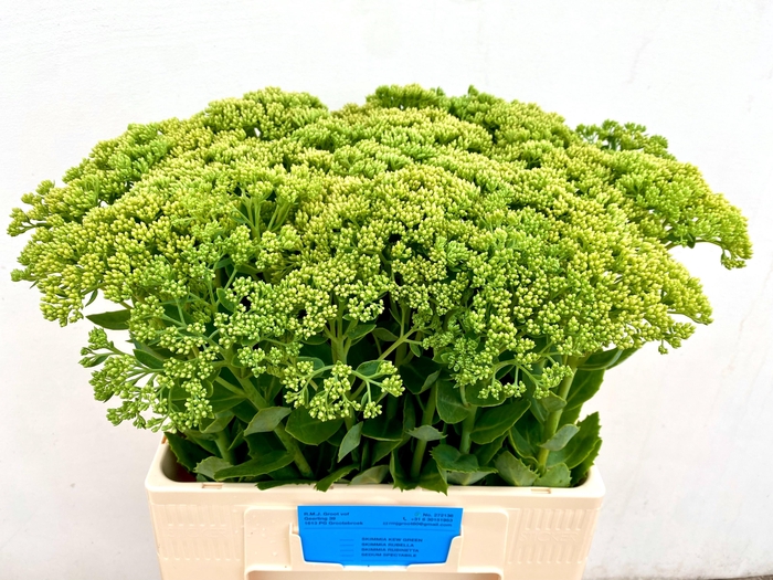 <h4>SEDUM SPECTABILE</h4>