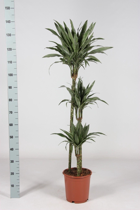 <h4>Dra De Warneckei</h4>