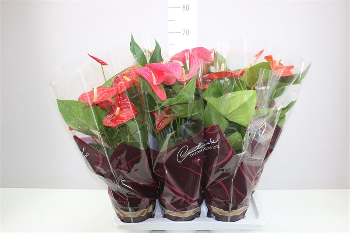 <h4>Anth An Gemengd A2</h4>