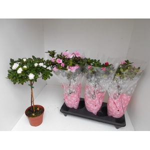 RHODO SI OV