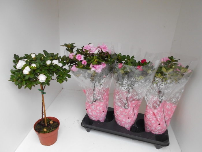 <h4>RHODO SI OV</h4>