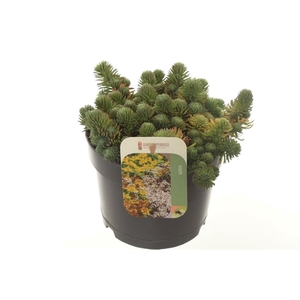 Sedum forsterianum Oracle