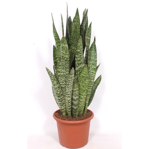 Sansevieria Jiboia