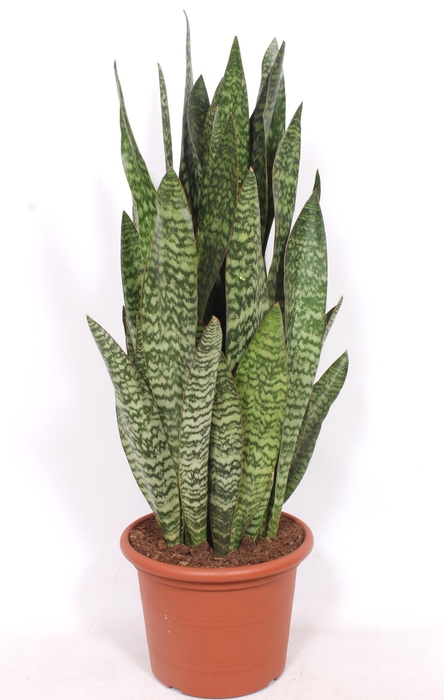 <h4>Sansevieria Jiboia</h4>