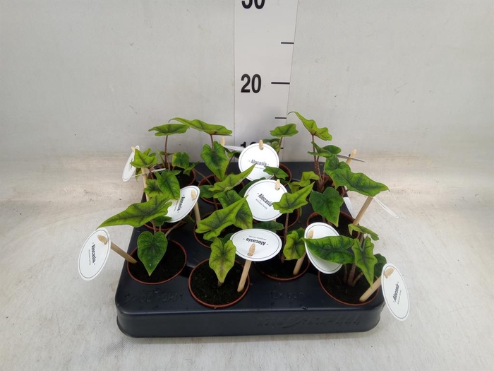 <h4>Alocasia  'Jacklyn'</h4>