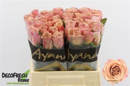 <h4>R Gr Moccachino</h4>