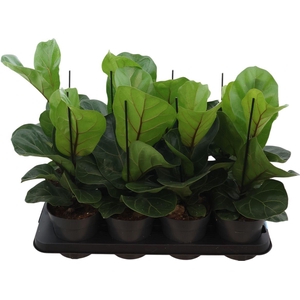 Ficus Lyrata Bambino